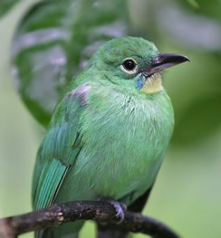 Grote groene bladvogel